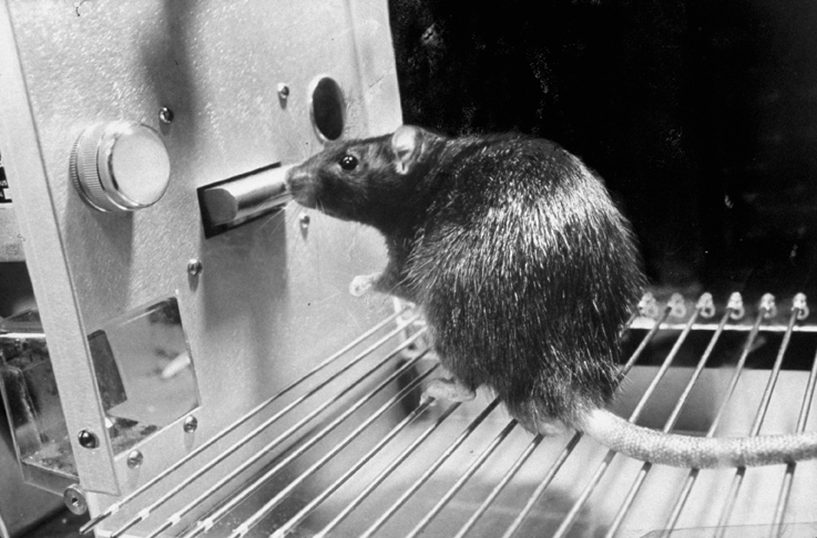 Brown rat being trained by Physcologist Dr. B. Frederic Skinner, to press the lever and be rewarded with food. (Photo by Nina Leen//Time Life Pictures/Getty Images)